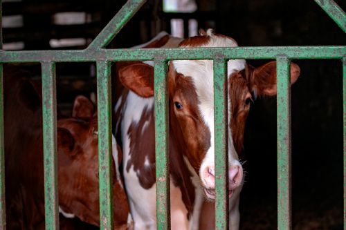 Kalb hinter Stallgitter